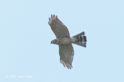 Japanese Sparrowhawk, juvenile, flying