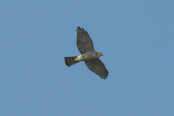 Japanese Sparrowhawk, juvenile, flying