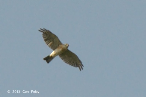 Japanese Sparrowhawk, adult male, flying