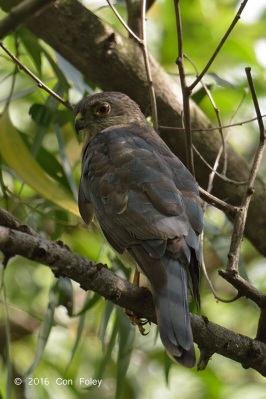 Japanese Sparrowhawk, immature male, perched